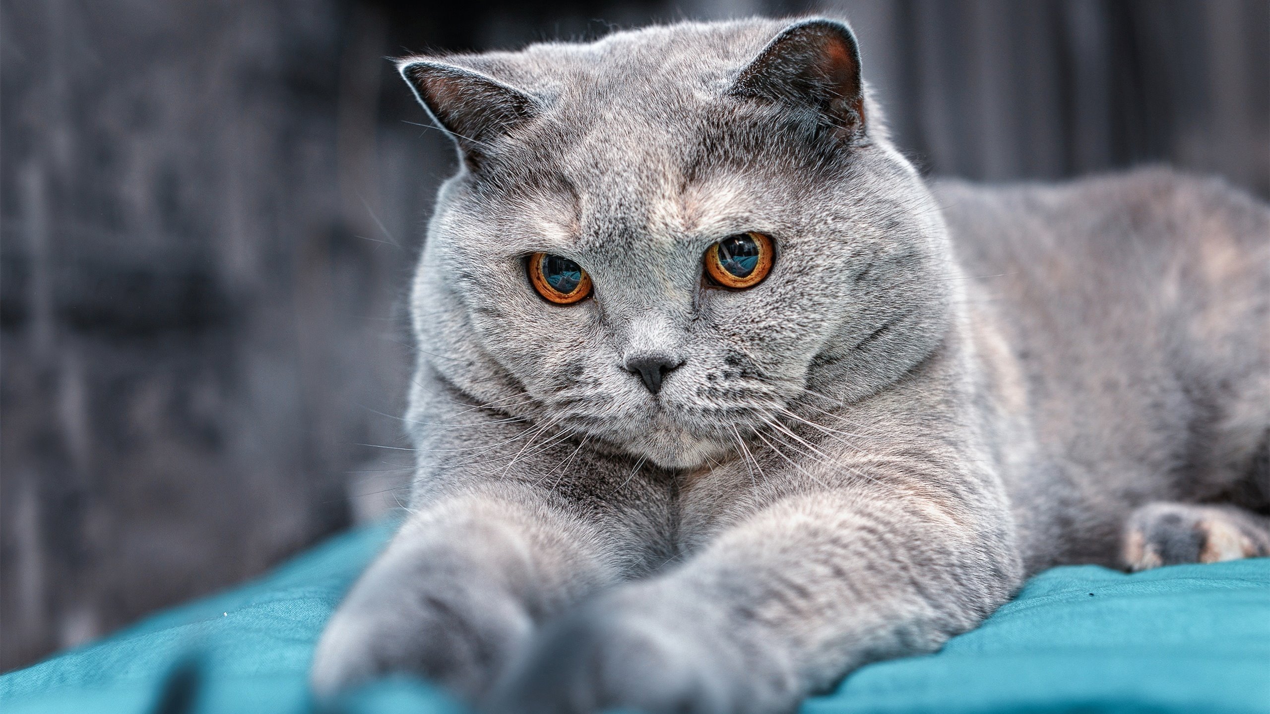 唯二的救赎,当莱万梅开二度,佩特科维奇读秒绝杀