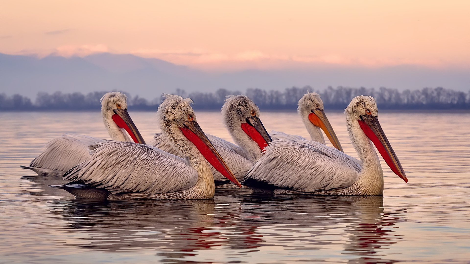 若日尼奥的数字代码，他如何用连续得分写下威尔士的唯一性章节
