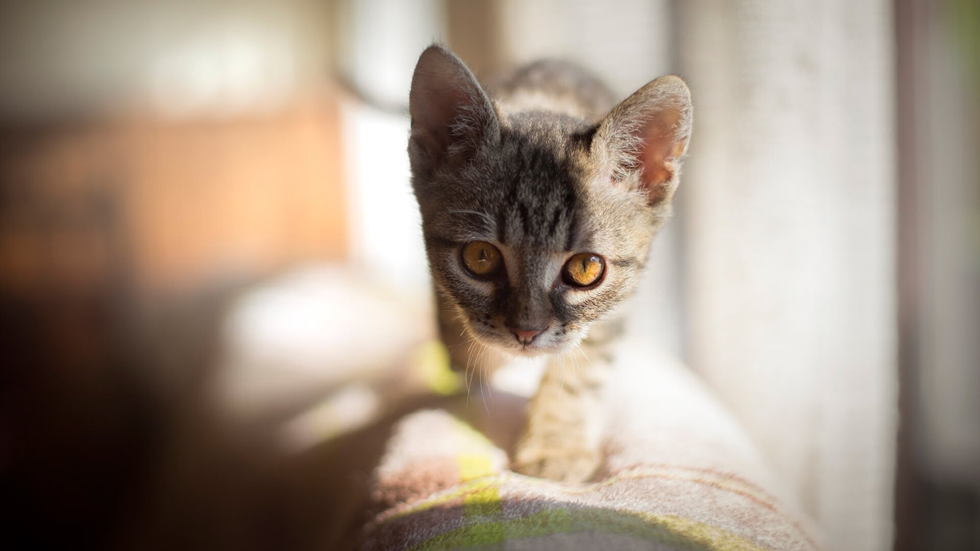 突尼斯对阵瑞典，迪亚斯末节接管比赛