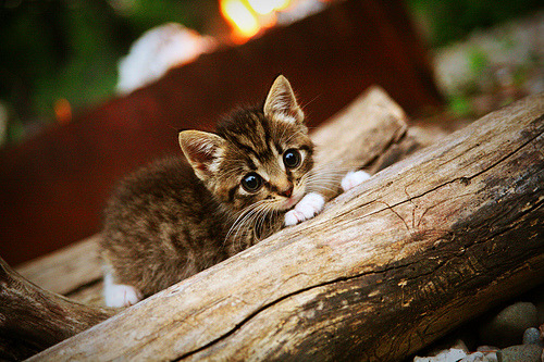 范弗利特，他是刺穿钢铁洪流的最后一颗子弹