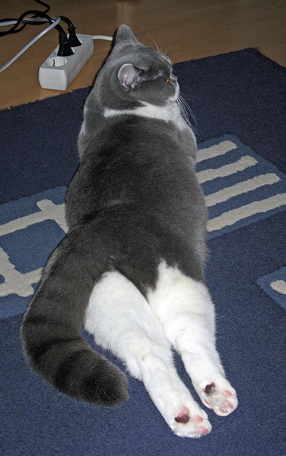 绿茵封锁线，欧冠战术博弈映射土耳其对巴西的柔软围堵