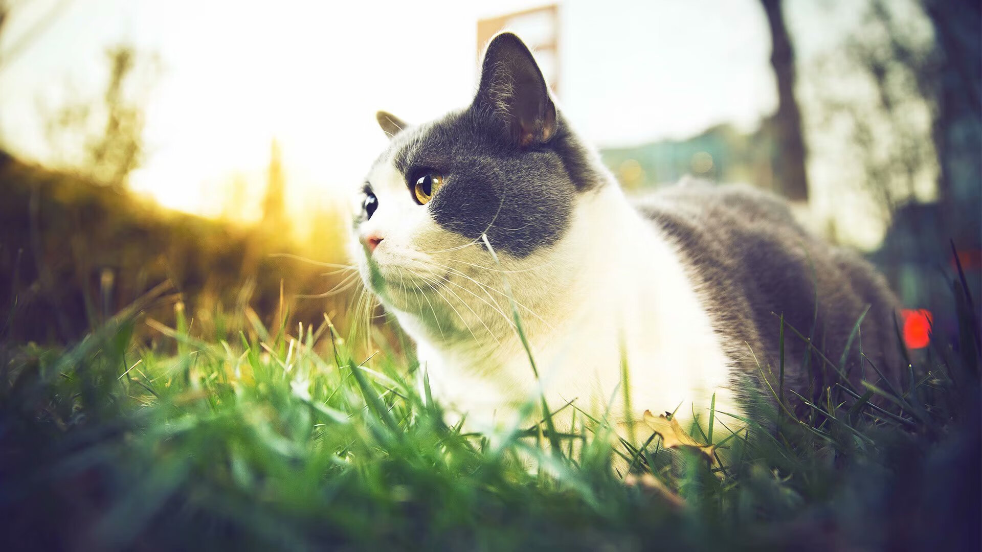 约基奇如棋手般运筹帷幄，76人全面压制雄鹿