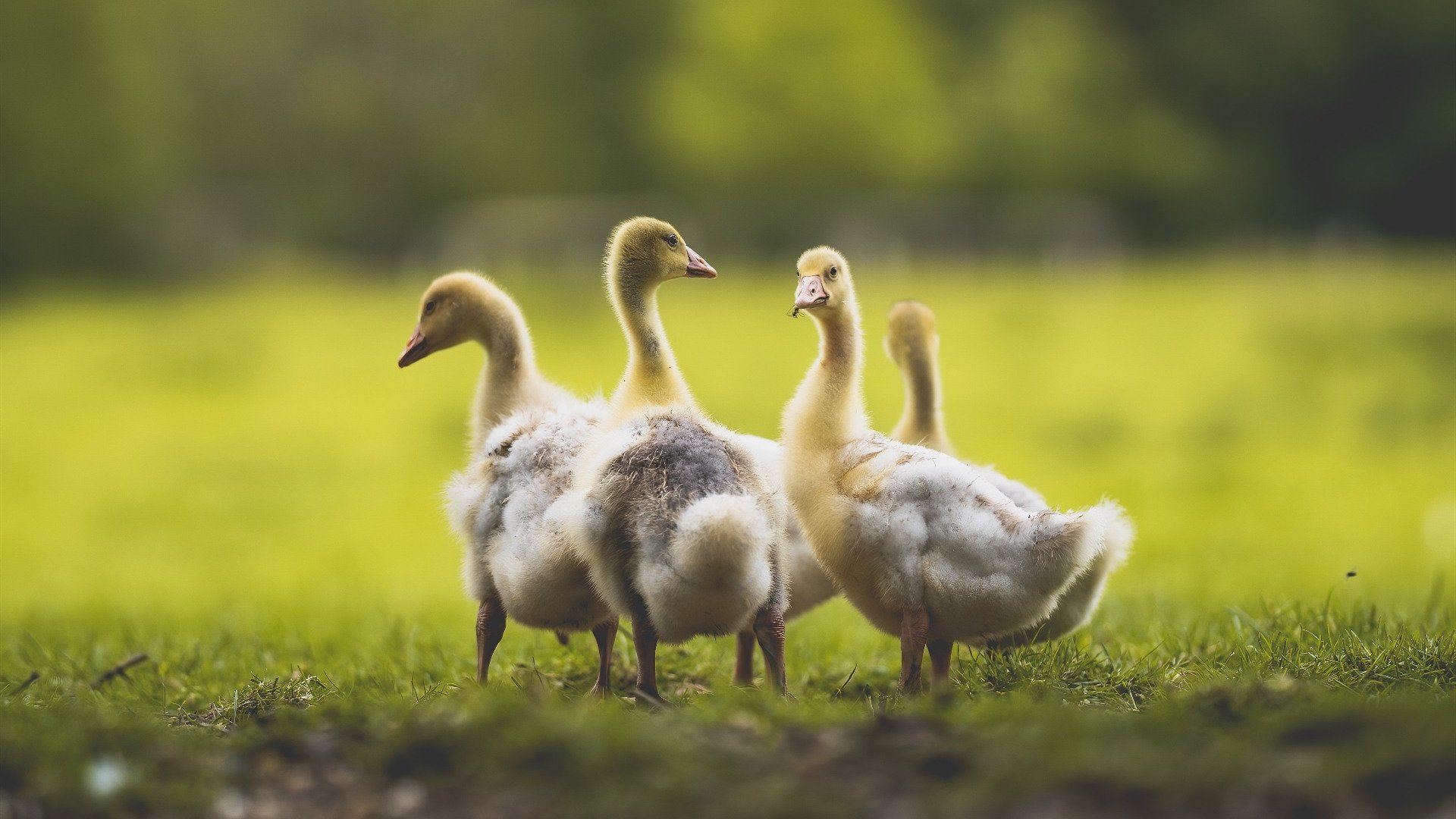 1.战术碾压!爵士用团队篮球锁死步行者,武切维奇内外兼修成胜负手