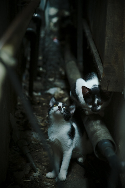 欧冠淘汰赛之夜,当聚光灯意外打在卡马文加身上