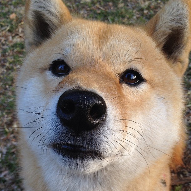银色赛道的轰鸣，绿茵战场的证明，当F1新赛季在巴林揭幕，格纳布里在慕尼黑写下自己的宣言