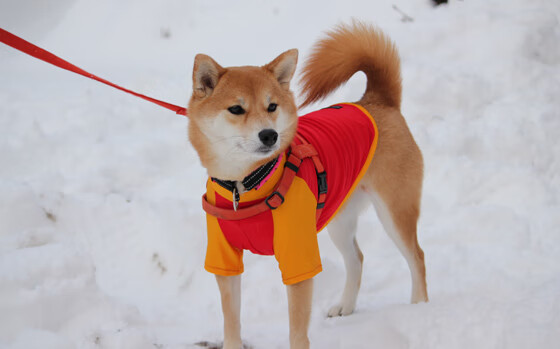 火箭炮火齐射压制步行者,浓眉独舞难挽狂澜,一场团队洪流与超级巨星的哲学博弈
