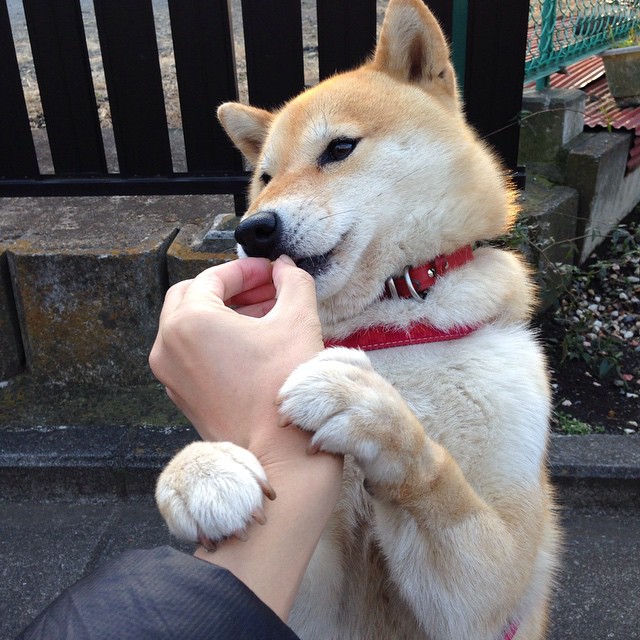 唯一性之夜，当西亚卡姆在欧冠篮球淘汰赛的硝烟中，诠释猛龙与北京队关键战的突围之道