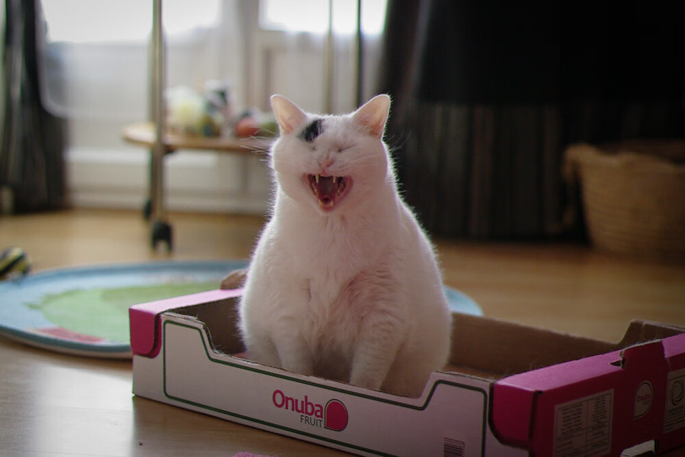 跨洋传真,贝恩50分生涯之夜,竟成广东踏平山东的战术图谱?