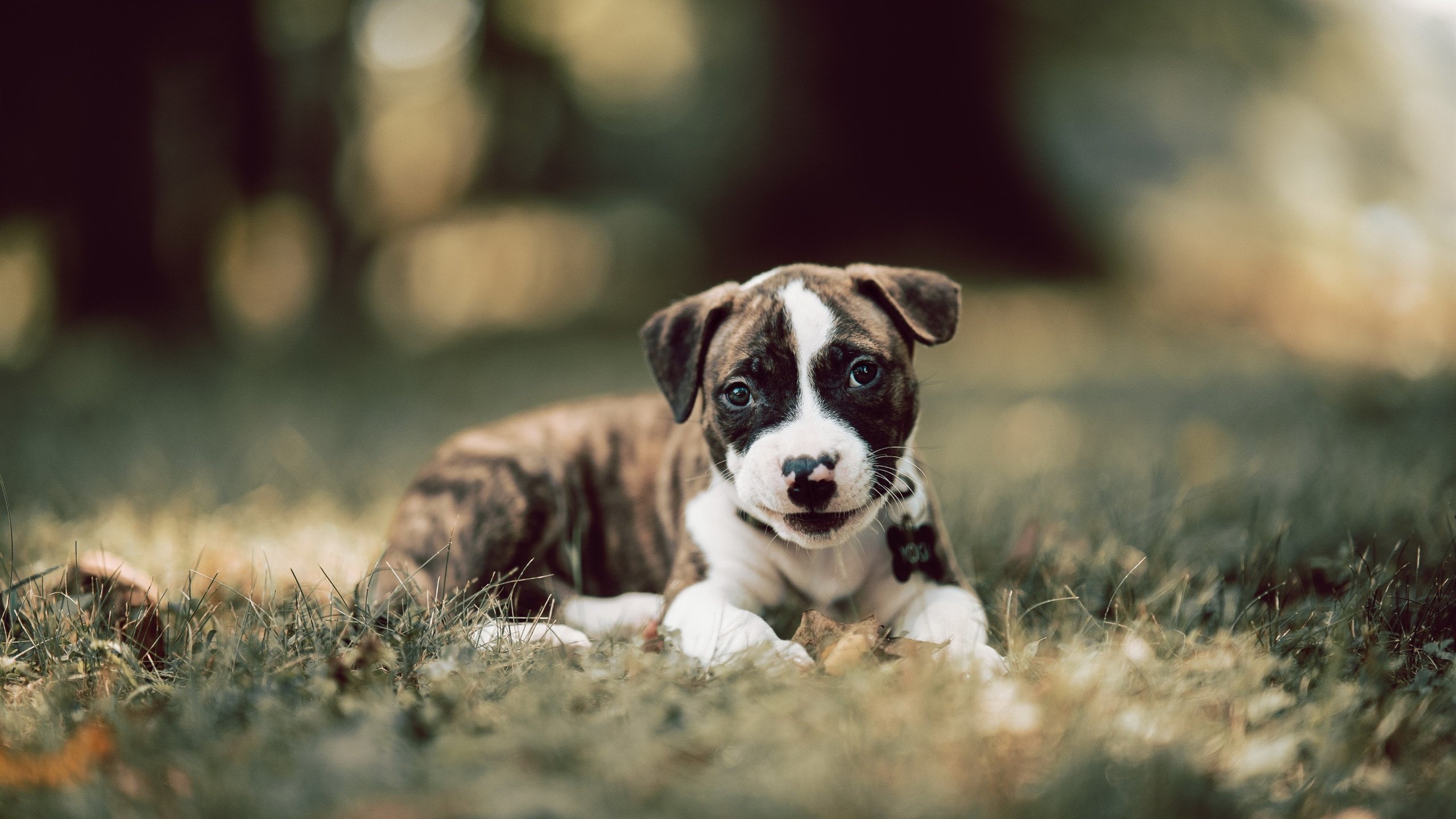 神明今夜降下完美答卷，欧冠淘汰赛之夜与马丁内利的十分传奇