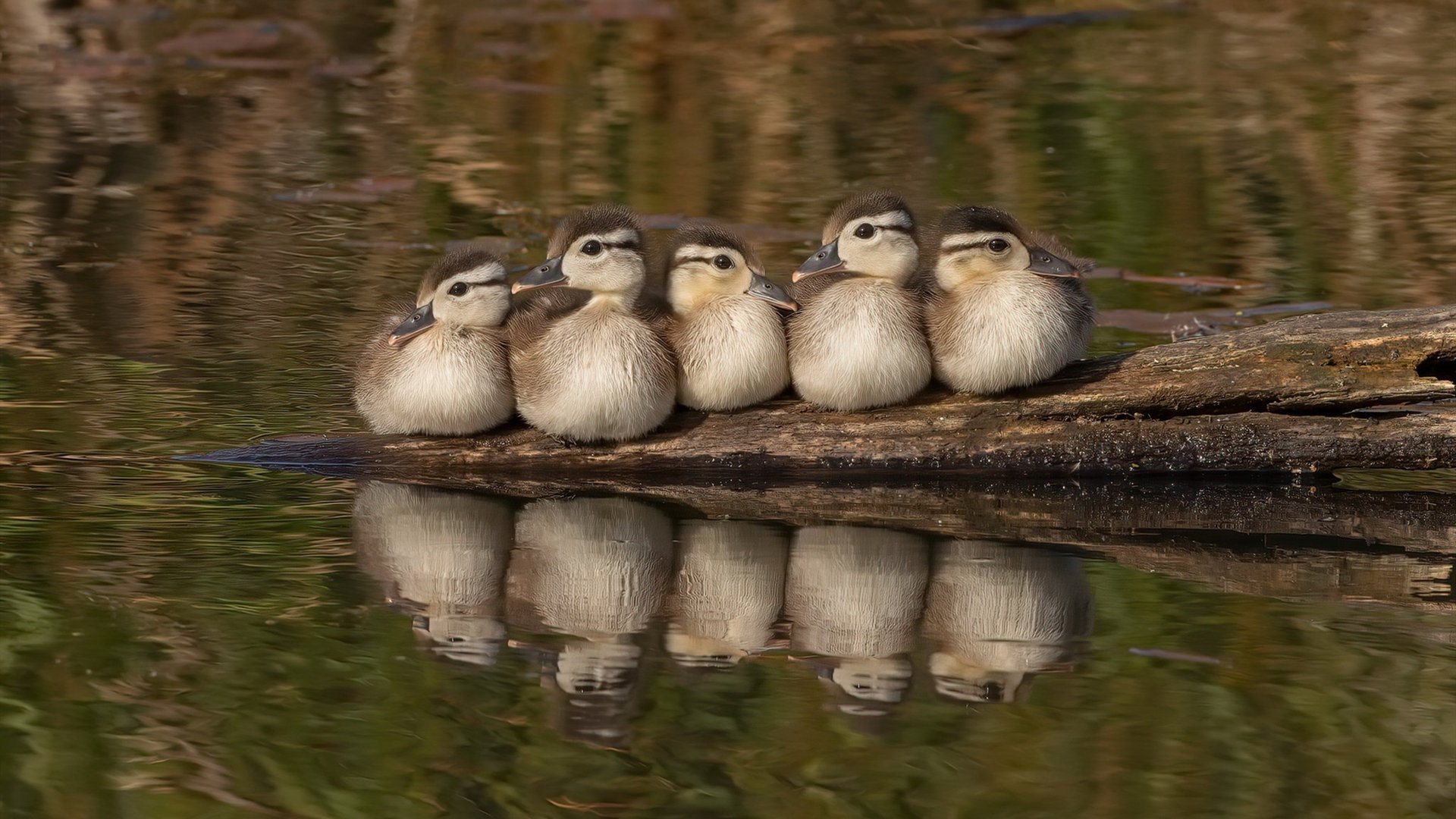 东瀛遭遇太极风暴，阿尔瓦雷斯双响诠释马竞式压制哲学