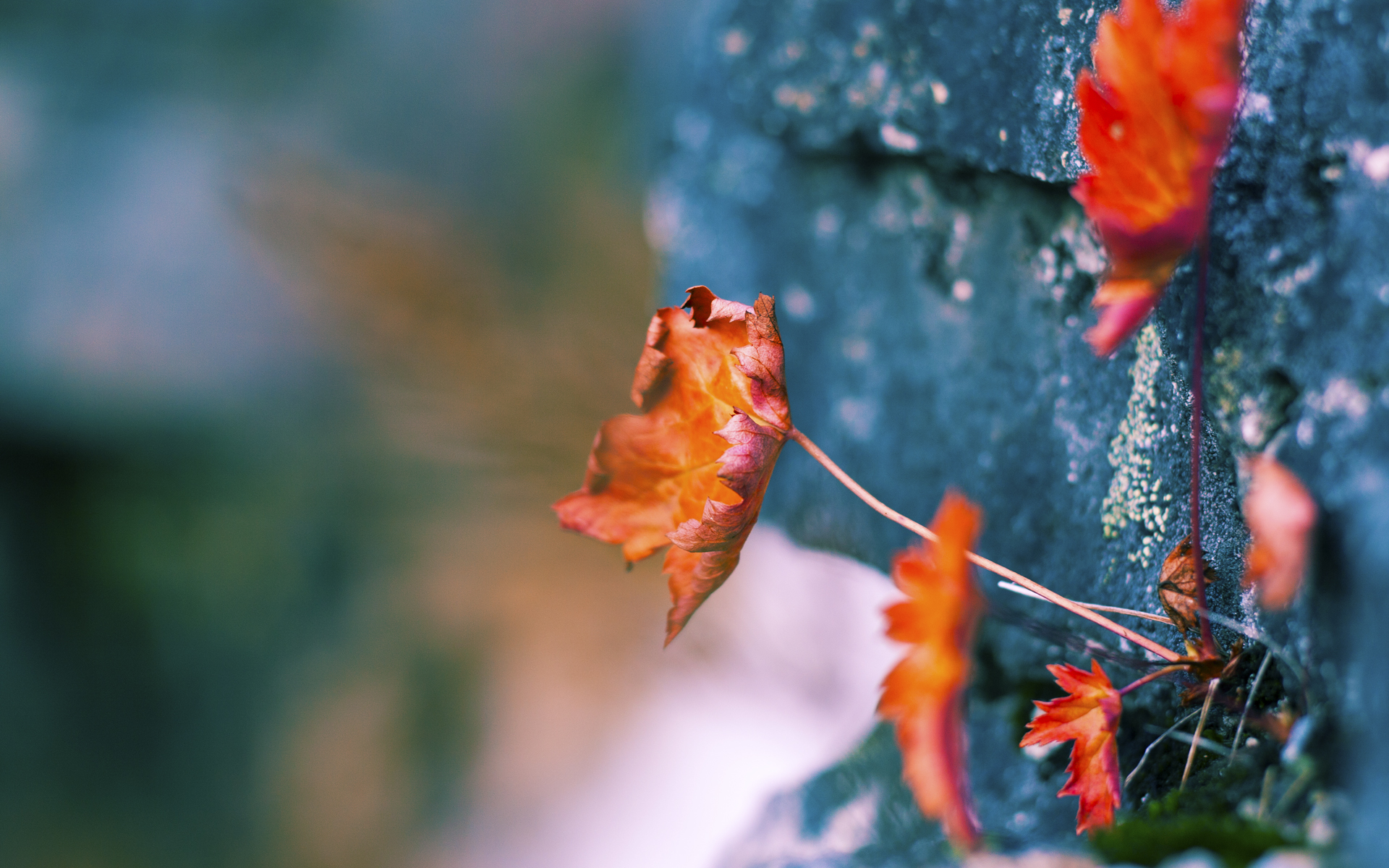 单节狂轰38分！深圳男篮热身赛掀翻开拓者，马克西独砍30分难救主
