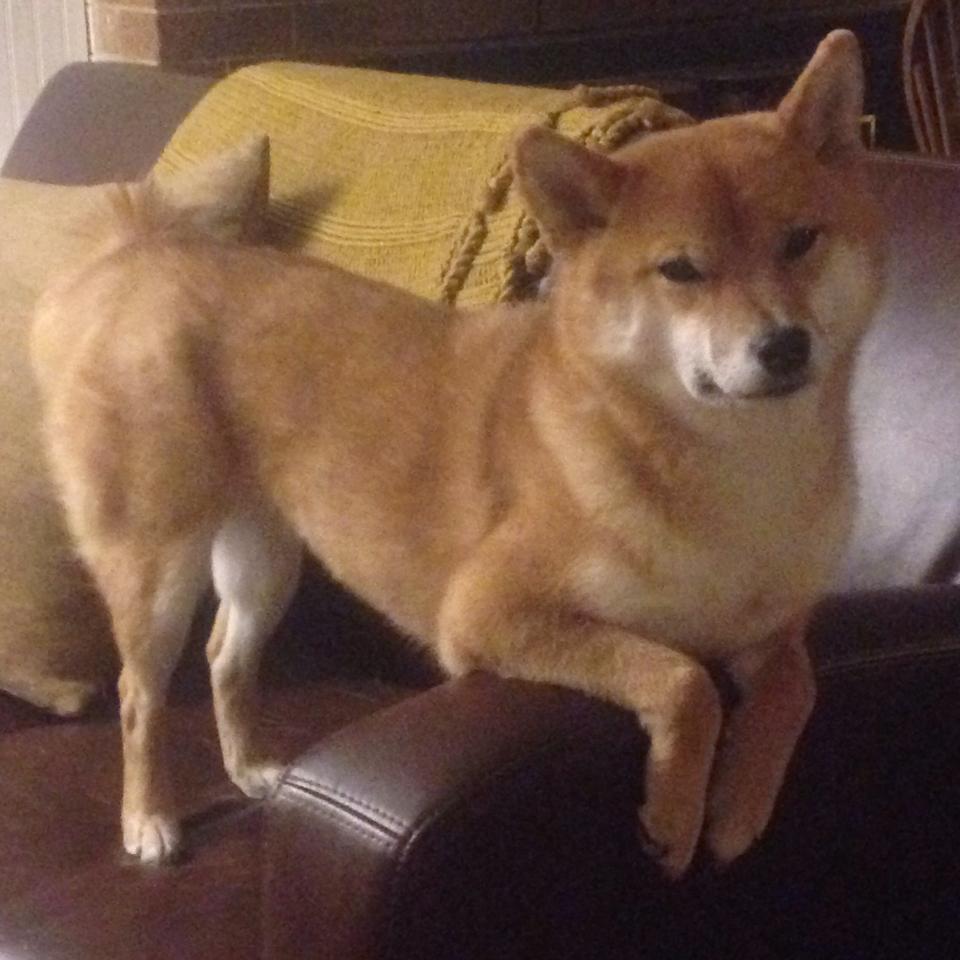 绿茵映衬紫金,当足球德比精神点燃篮球硬仗