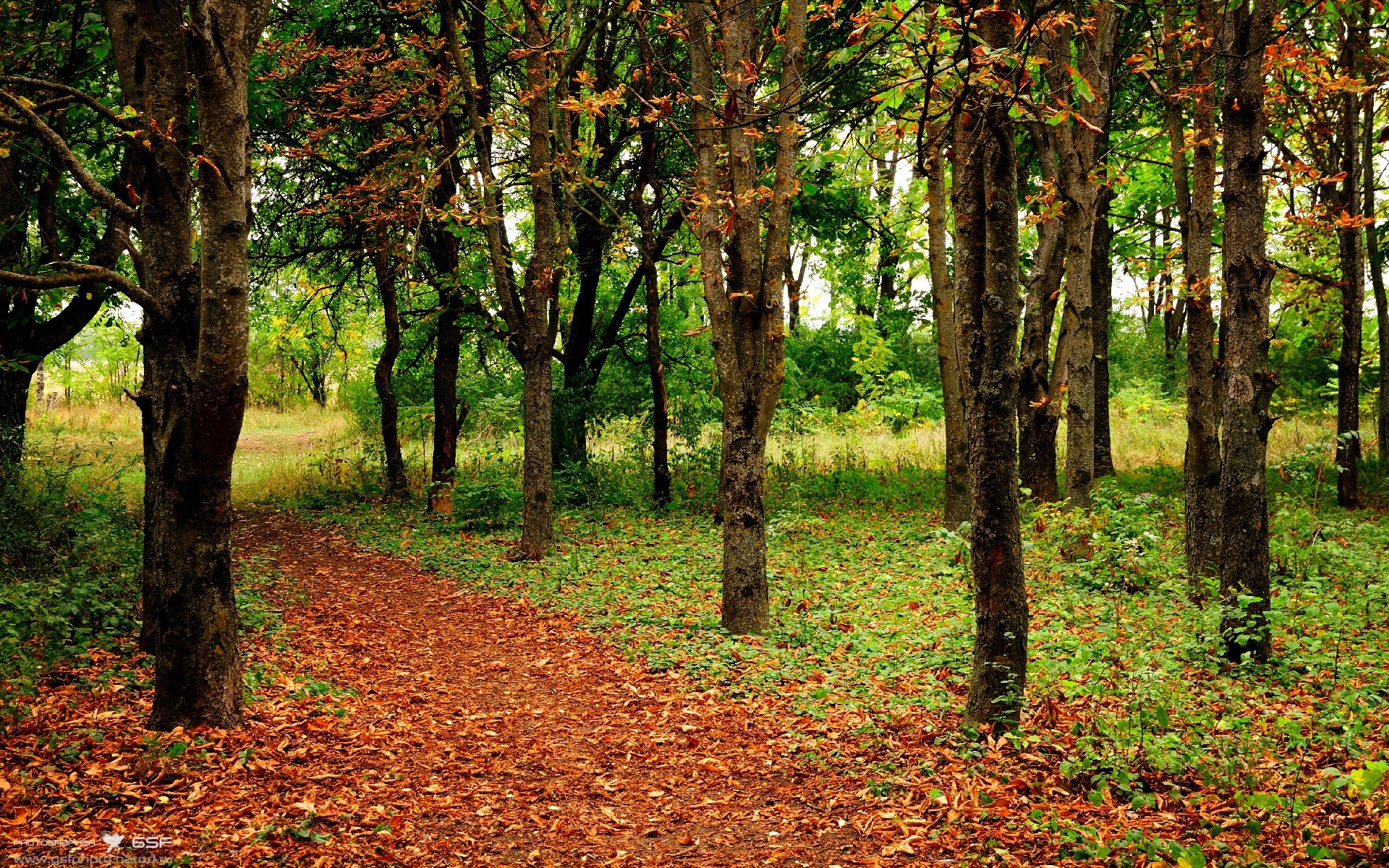 鬼魅弧线撕裂沙漠风暴，法比尼奥终场救主，哥伦比亚血性血拼突尼斯