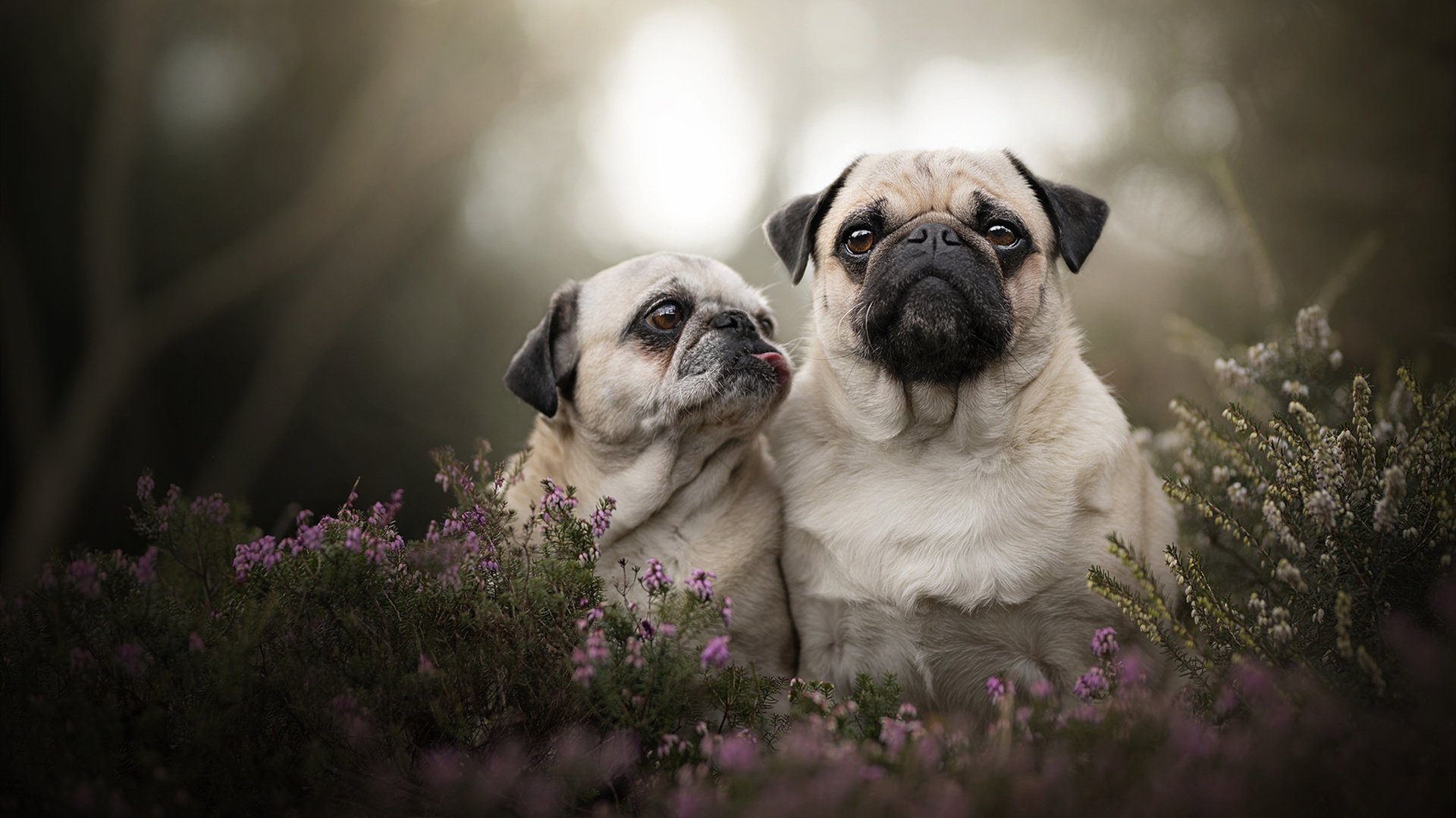 绿茵教科书 vs 沙漠风暴，同一晚的两场体育艺术