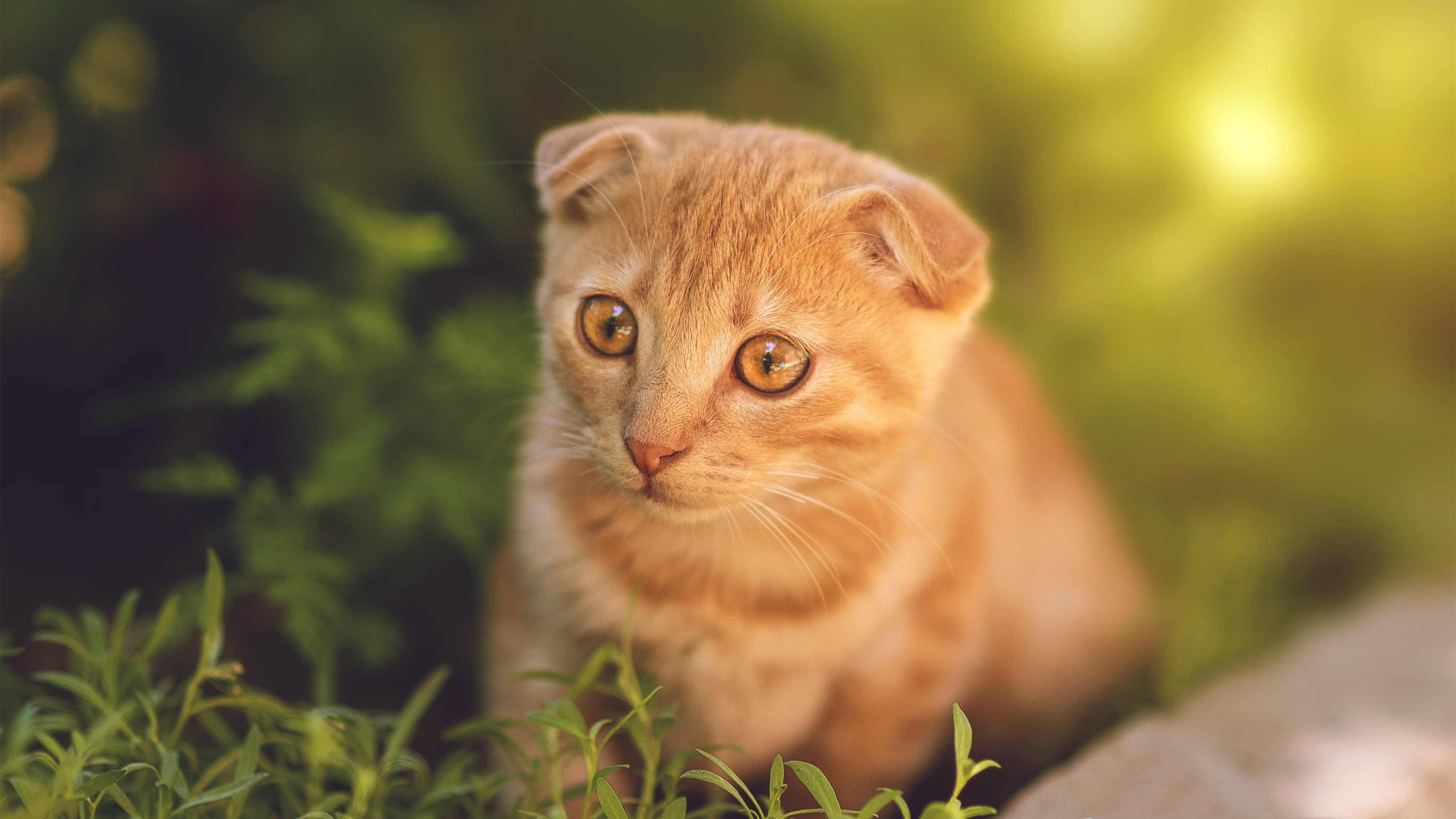 跨界对决，当里昂的篮球战术踏平摩洛哥绿茵