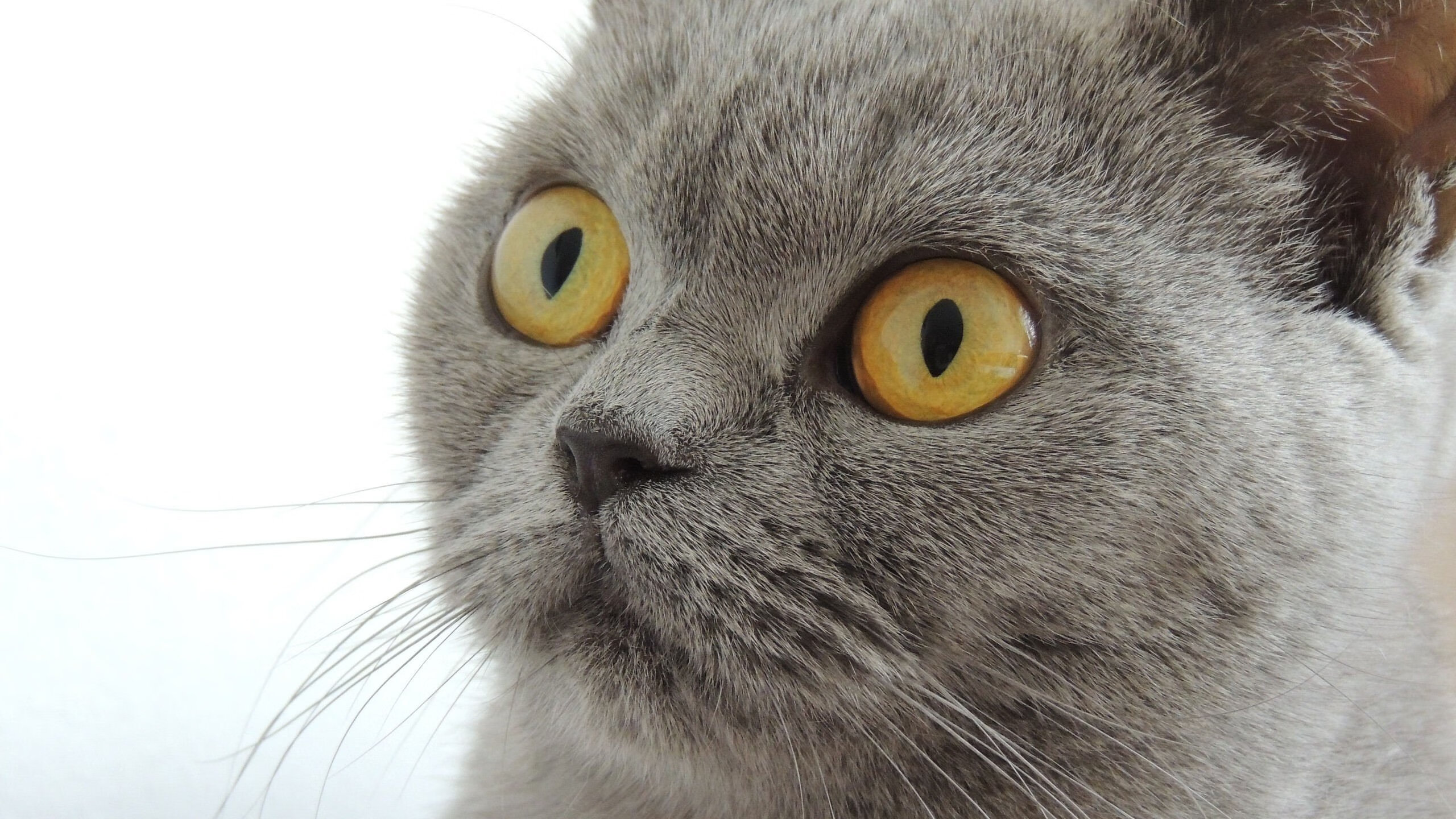 最离奇的平行宇宙，当梅西错峰降临波兰对阵威尔士的比赛