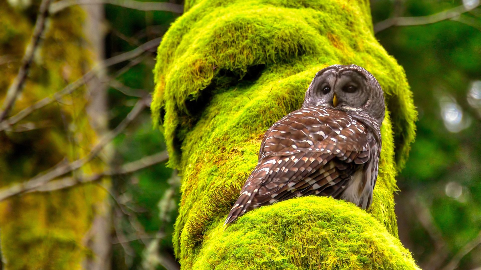 约基奇绝杀东方面孔，黄蜂险胜广东成跨洋经典