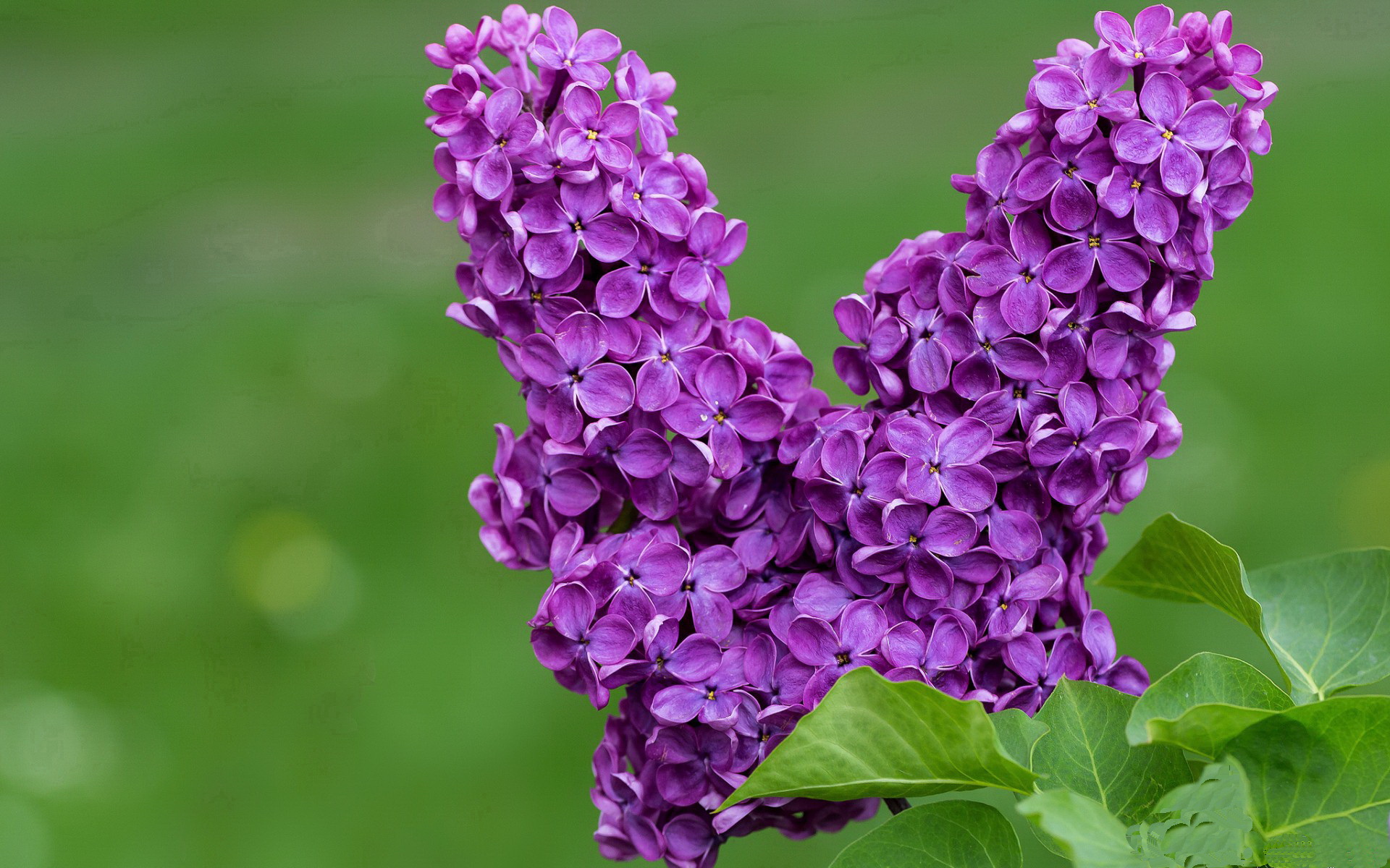 冰川上的火焰，马丁内利撕裂黑夜，加拿大关键战绝境突围